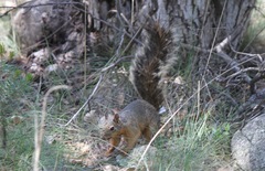 Sciurus nayaritensis