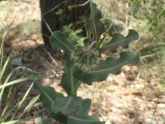 Asclepias elata