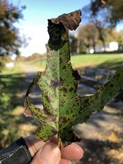 Cercospora moricola