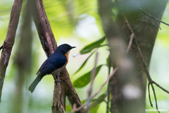 Cyornis rufigastra