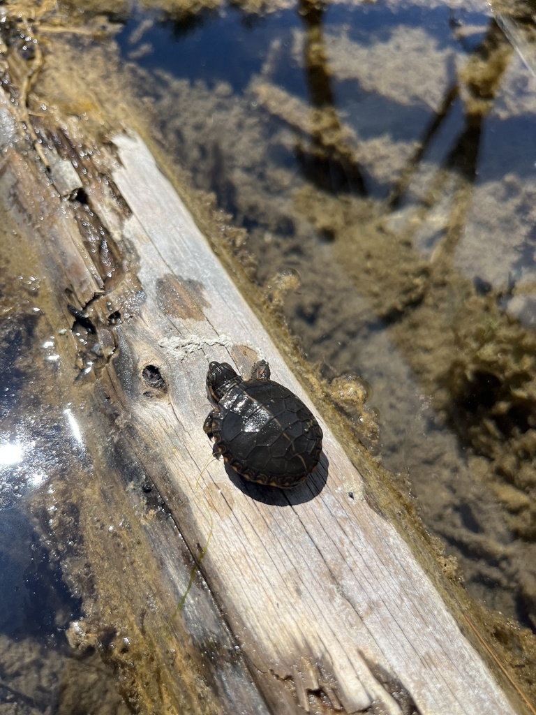 Midland Painted Turtle from Springwater, ON, CA on May 6, 2023 at 01:05 ...