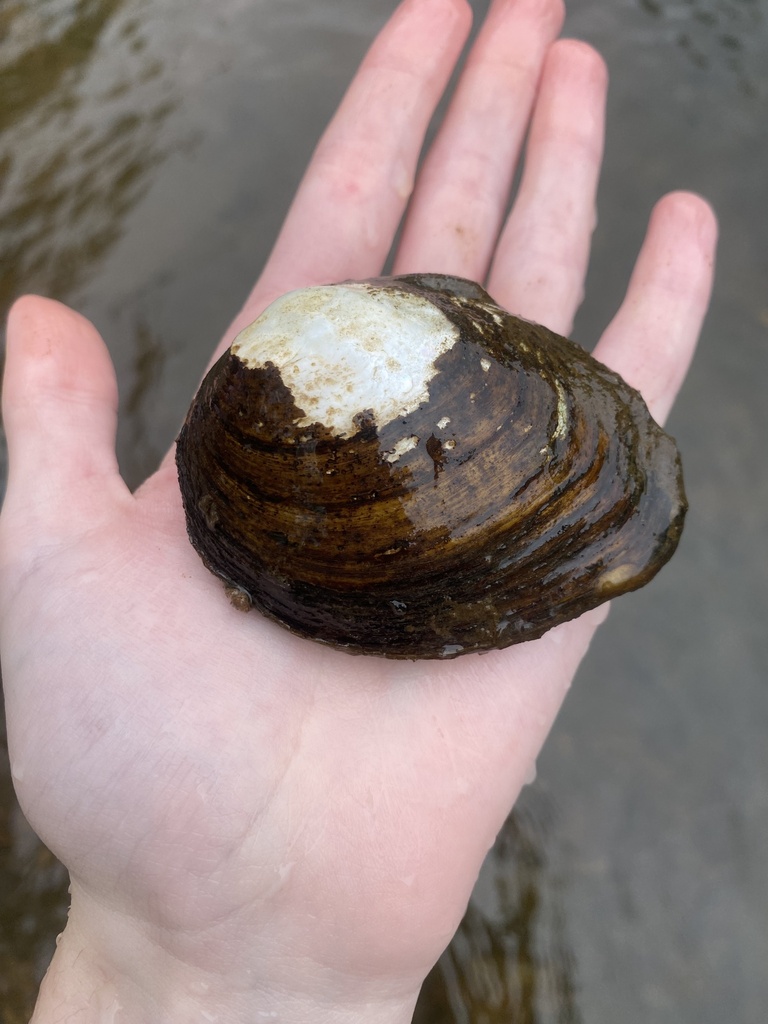 Round Pigtoe from Bourbeuse River, Rosebud, MO, US on May 6, 2023 at 11 ...