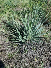 Yucca louisianensis