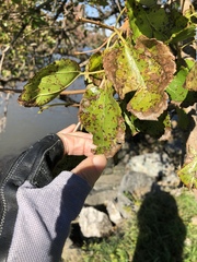 Cercospora moricola