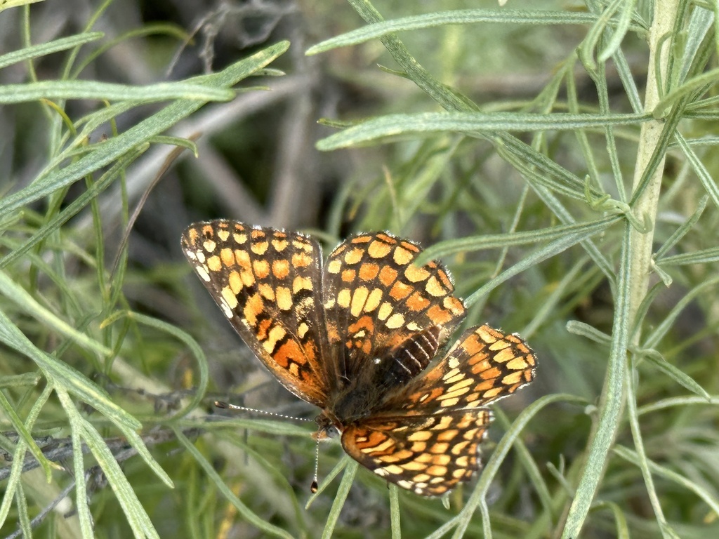 Gabb's Checkerspot