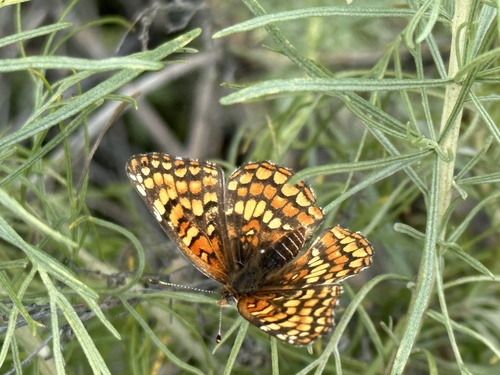 Gabb's Checkerspot