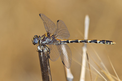 Progomphus borealis
