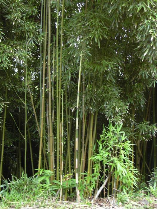 Exotic Bamboos (Invasive Exotic Plants of North Carolina) · iNaturalist