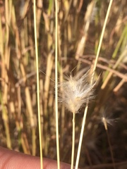 Bothriochloa springfieldii
