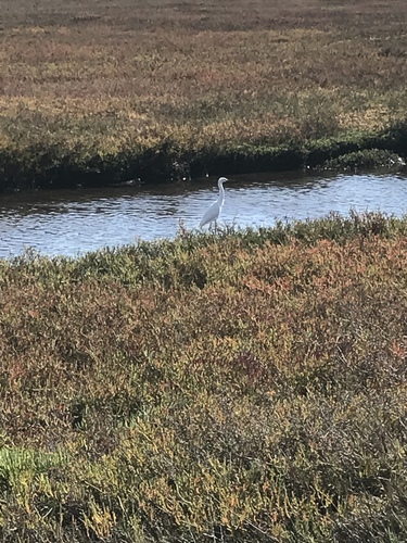 iNaturalist observation photo of Snowy Egret