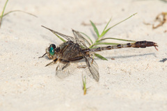 Arigomphus pallidus