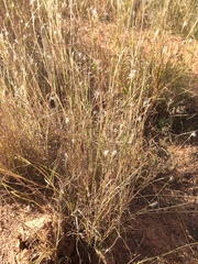 Bothriochloa springfieldii