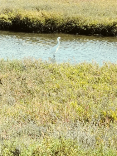 iNaturalist observation photo of Snowy Egret