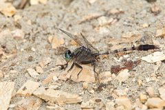 Arigomphus pallidus