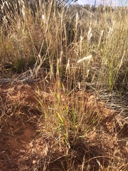 Bothriochloa torreyana