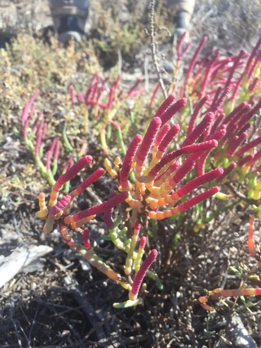 iNaturalist observation photo of pickleweeds