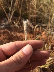 Bothriochloa torreyana