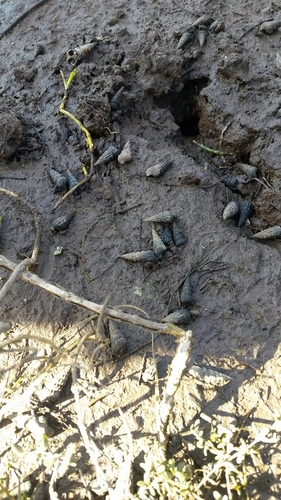 iNaturalist observation photo of California Horn Snail