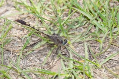 Arigomphus pallidus