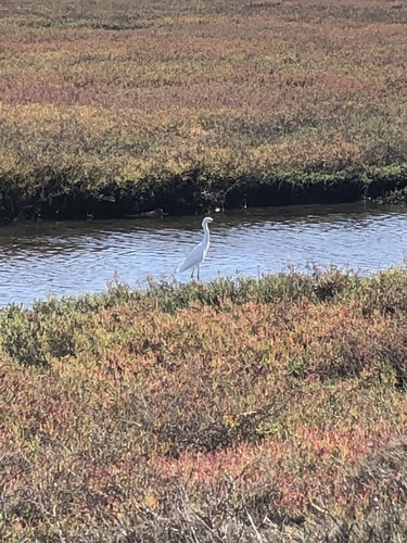 iNaturalist observation photo of Snowy Egret