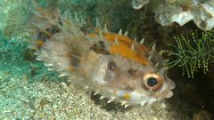 Birdbeak Burrfish photo 3