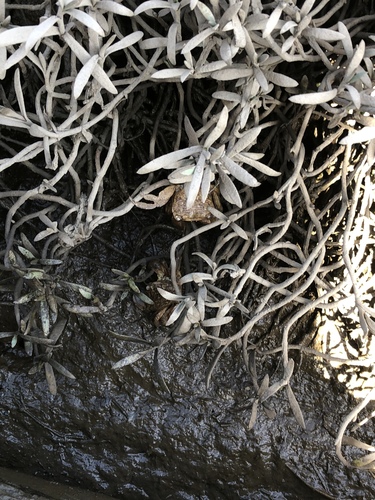 iNaturalist observation photo of Dicots