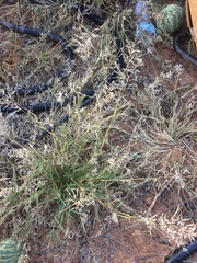 Eragrostis barrelieri