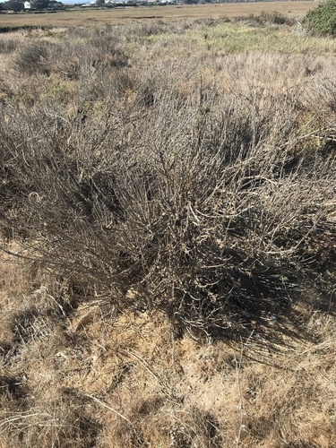 iNaturalist observation photo of California sagebrush