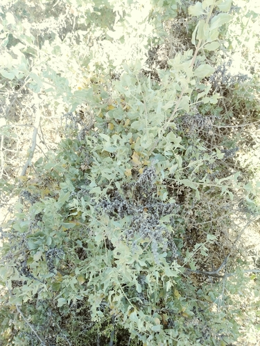 iNaturalist observation photo of big saltbush