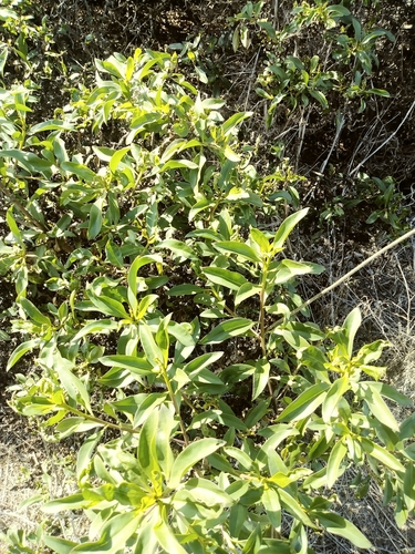 iNaturalist observation photo of Ngaios