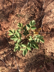 Potentilla rivalis