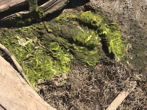 iNaturalist observation photo of green algae