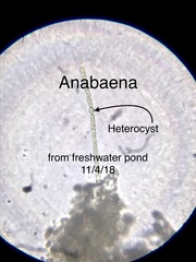 Anabaena