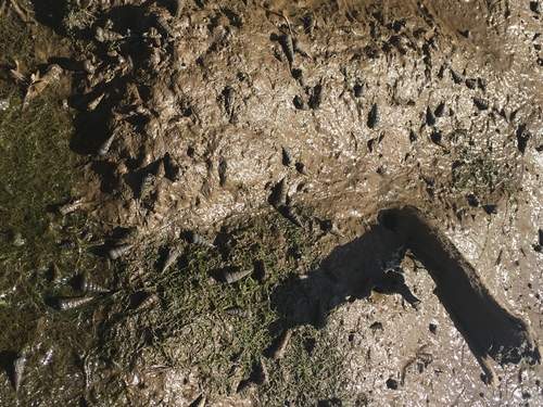 iNaturalist observation photo of California Horn Snail