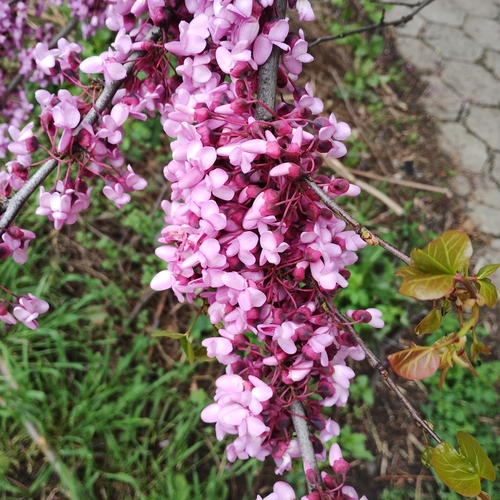 Cercis siliquastrum — photo 1