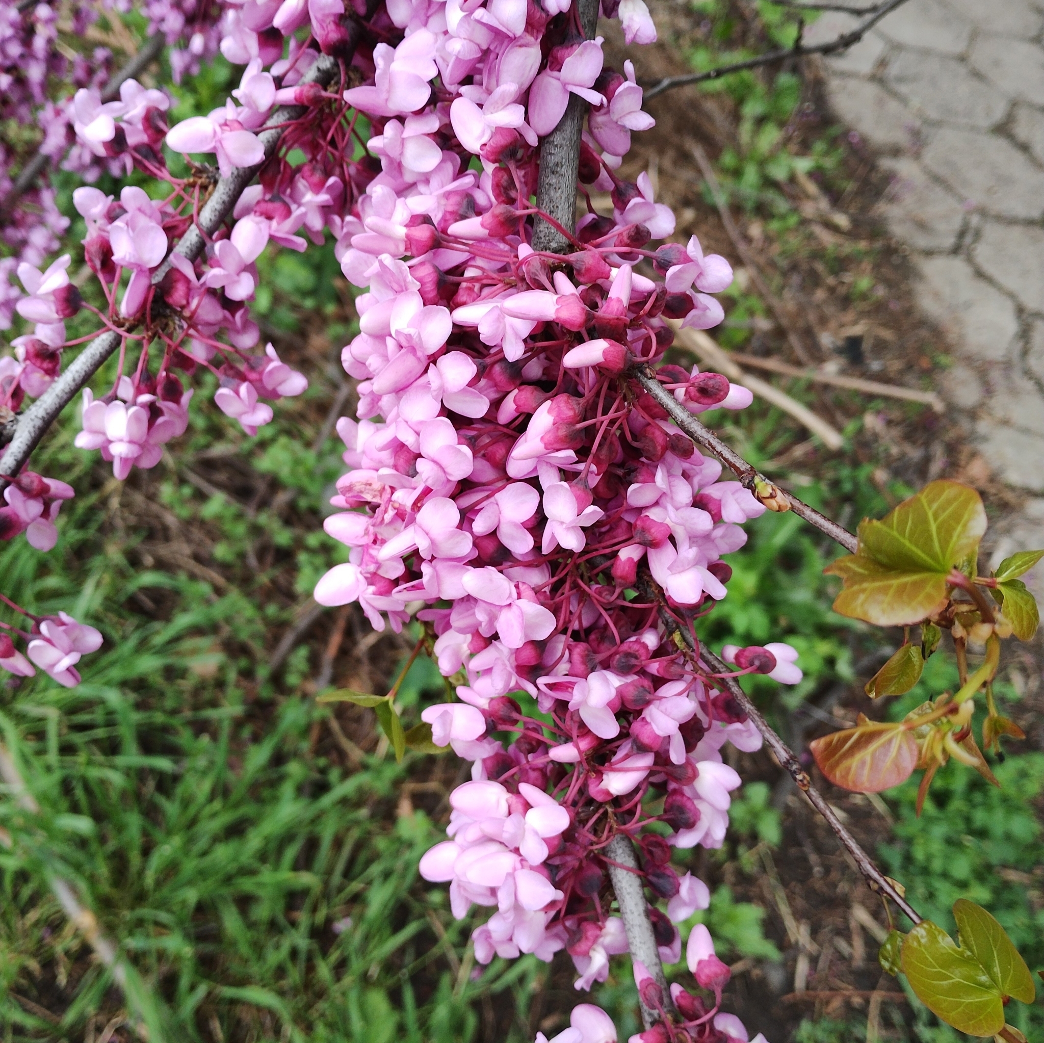 Cercis siliquastrum — photo 1