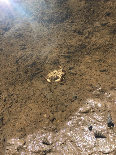 iNaturalist observation photo of Rock Crabs