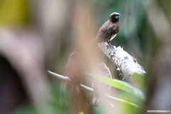 Lonchura leucogastra