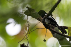 Copsychus mindanensis