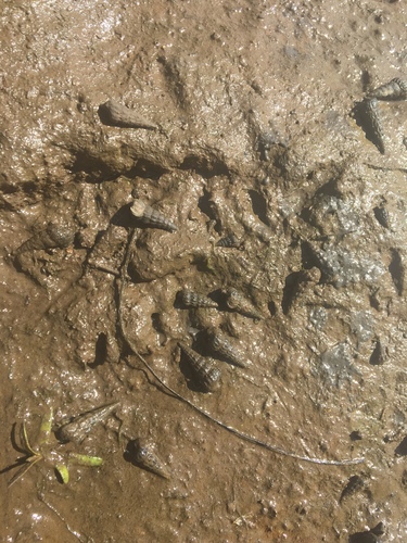 iNaturalist observation photo of California Horn Snail