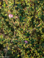 Lotus conimbricensis