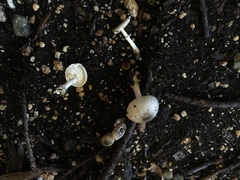 Leucocoprinus heinemannii