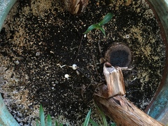 Leucocoprinus heinemannii