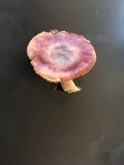 Russula versicolor