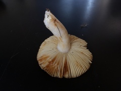 Russula versicolor