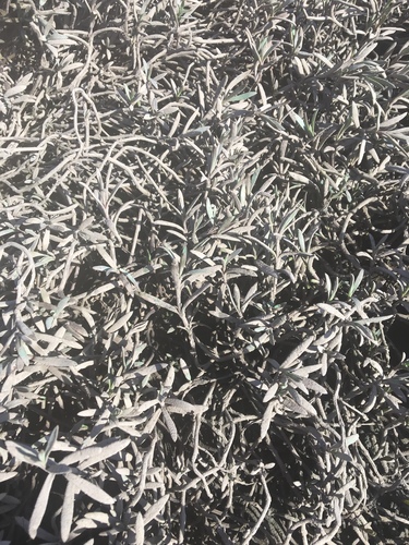 iNaturalist observation photo of Dicots