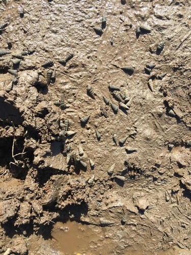 iNaturalist observation photo of California Horn Snail