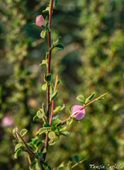 Lotus conimbricensis