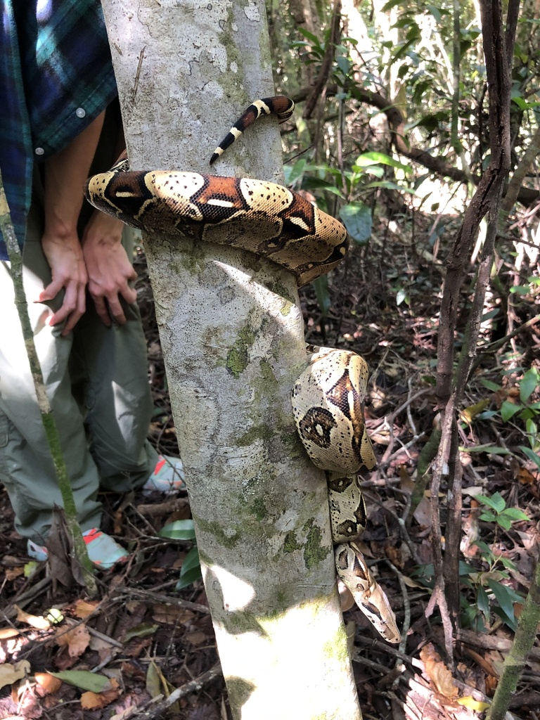 Boa Constrictors from Deering Estate, Palmetto Bay, FL, US on March 18 ...