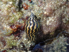 Pictocolumbella ocellata